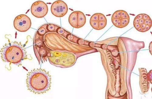 厦门试管助孕价格：关于囊胚和冻囊胚你想了解的问题一文带你全知晓